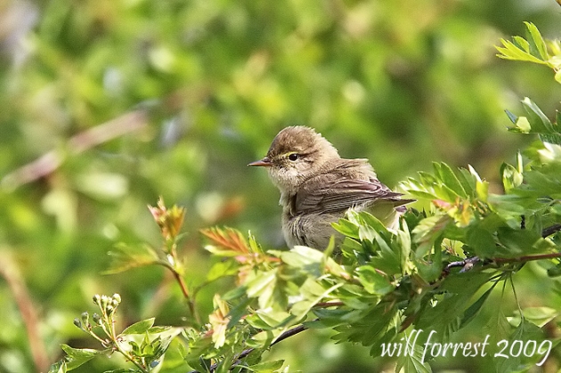 willow-warbler1