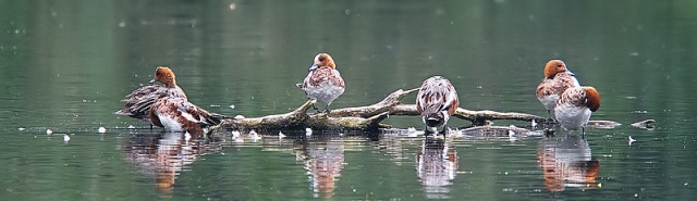 WIGEON_filtered
