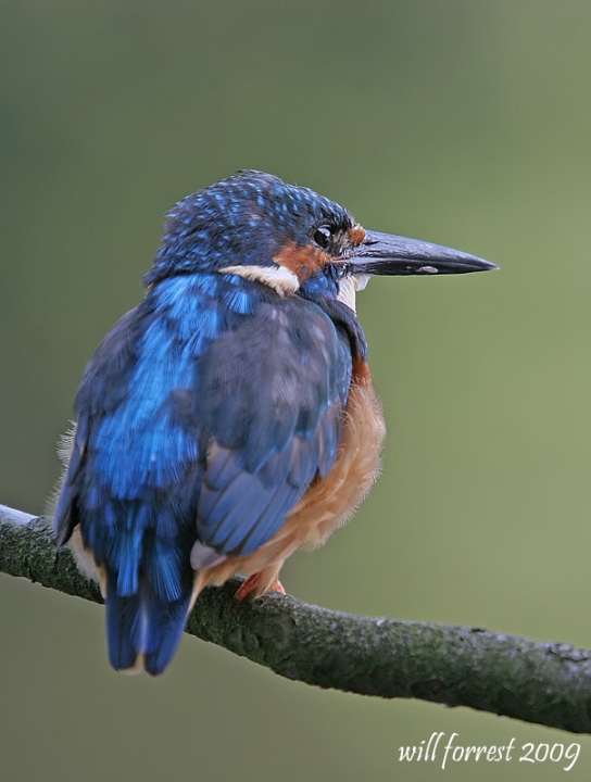 Kingfisher 3 - small_filtered copy